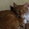 茶トラ猫♀チャチャちゃん