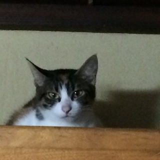 三毛猫♀タマちゃん