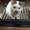 ボス猫♂マロン君