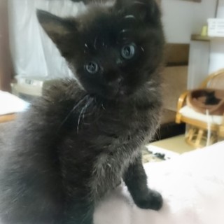 ☆ころころしてます黒猫兄弟　テンくん☆