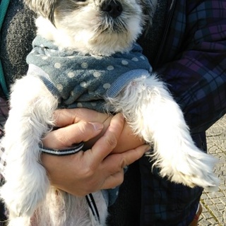 ４歳シーズー・大人しくて飼いやすい子です♪