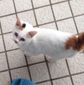 里親様決定致しました．皆様に感謝致します．