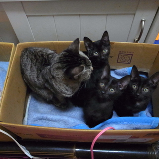 美形の黒猫仲良し３兄妹です！