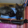 美形の黒猫仲良し３兄妹です！ サムネイル2