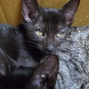 美形の黒猫仲良し３兄妹です！ サムネイル5