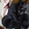 美形の黒猫仲良し３兄妹です！ サムネイル7