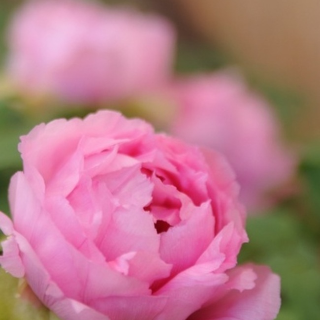 yatagarasuのカバー写真