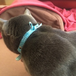 首輪変えました！(*ﾉ∀`*)