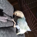 急募 コザクラインコ 生後約2ヶ月