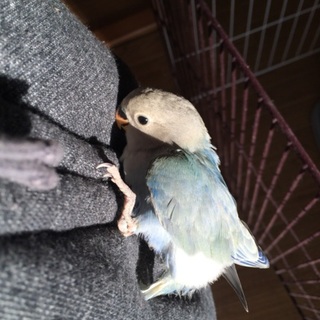 急募 コザクラインコ 生後約2ヶ月