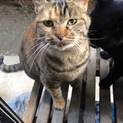 キジ猫♀なっちゃん