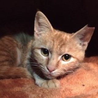 ジンジャー　元気な女の子です