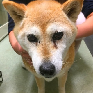 飼い主さんと離れひとりになりました