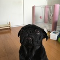 黒パグ  2歳の女の子
