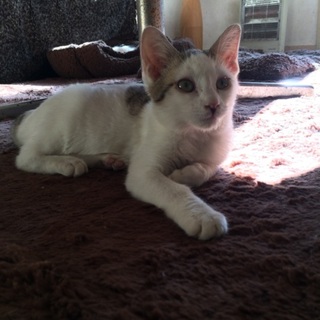 ボブテイルの男の子