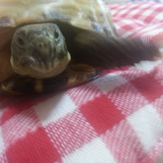 急遽里親募集します！！