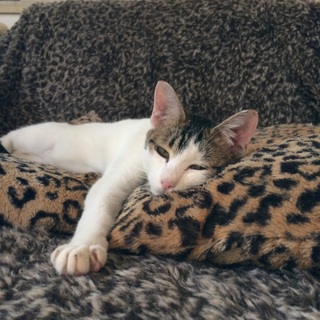 頭としっぽがトラ模様の男の子♪