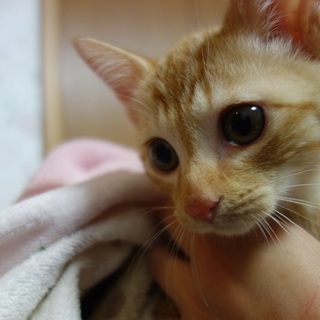 二匹一緒にお願いします♪　元気な茶トラ兄弟