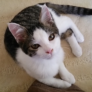 モフモフで甘えん坊の男の子