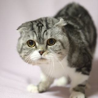 スコ×アメショーの次元君里親様募集！ 