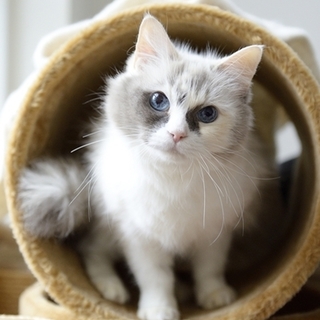 ラグドールのクラリスちゃん　里親様募集! 