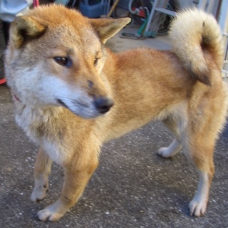 助けて！年明けに処分されてしまうかもしれません！