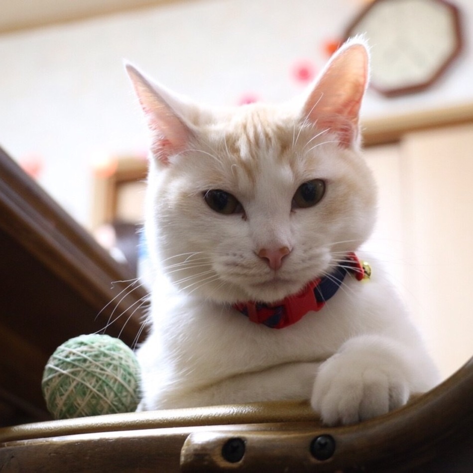 柊~しゅう~のカバー写真