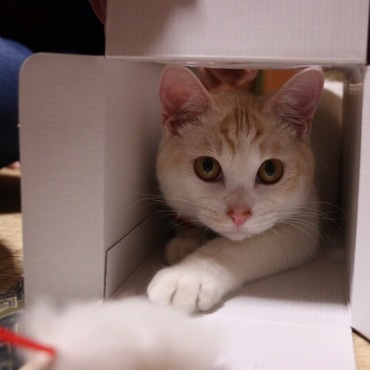柊~しゅう~の写真