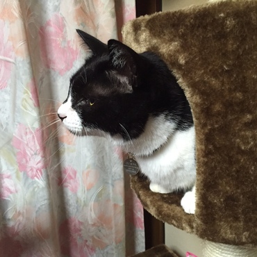 横顔の斑！凛々しく見えますか？