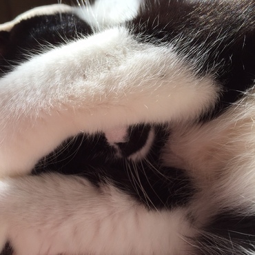 おひさま　サン、サン、