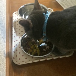 「さつまいもに挑戦！」サムネイル1