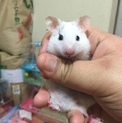 ゴールデンハムスターの里親さま募集。
