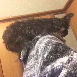 「イチの不思議な特技」サムネイル2