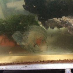 「孵化&脱皮」サムネイル1