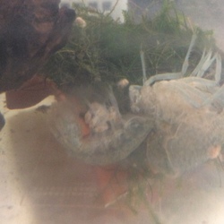 「孵化&脱皮」サムネイル2