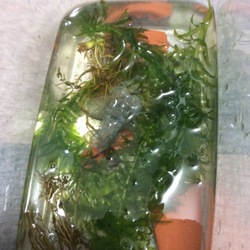 「孵化&脱皮」サムネイル3