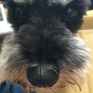 元気なシュナウザー