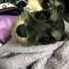 元気なシュナウザー サムネイル4