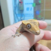 クレステッドゲッコー