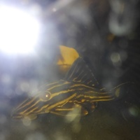 プラチナロイヤルプレコ