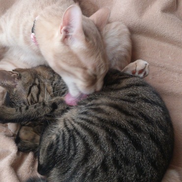 ゆず は、柚子味…じゃない。。。