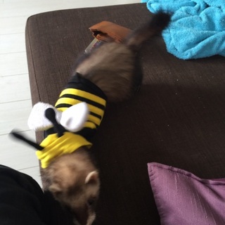 可愛がってくれる方お願いします。