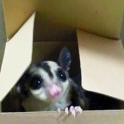 「モモンガの保温」サムネイル2