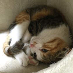 キャット・ソシオンのシェルターネコたち ～幸せなおうち探しの譲渡会～