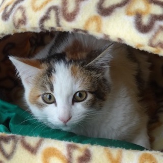 こひめちゃん　　ヨロピク