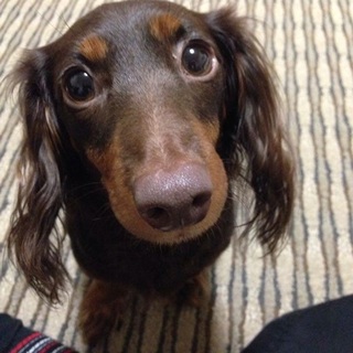 元気いっぱい、小柄で甘えん坊なダックス★アイビー