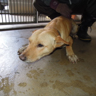 人慣れしている元気な男の子です。