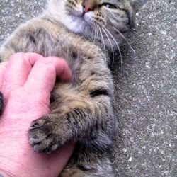 「モモンガの保温」サムネイル3