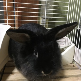 臆病ですが優しい男の子です！うさぎ6ヶ月