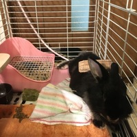 ここげ